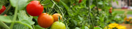 a bunch of tomatoes are hanging from a vine